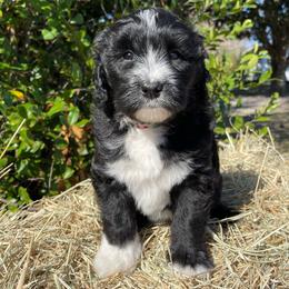 Pink - Black and white female Sheepadoodle puppy in Archer, Florida from Gainesville Sheepadoodles