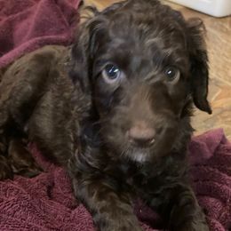 Patches - Chocolate male Australian Labradoodle puppy in Eagle, Wisconsin from Fruitful Beginnings,LLC