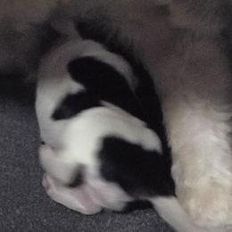 Patches - Black and white female Aussiedoodle puppy in Lebanon, Oregon from Abbott Family Farm