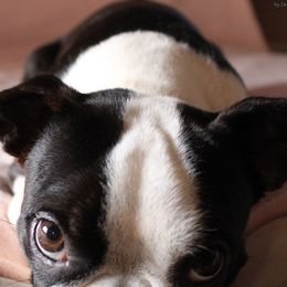 Yona - Boston Terrier