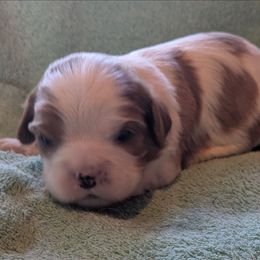 Jack O'Lantern - Blenheim male Cavalier King Charles Spaniel puppy in Marengo, Ohio from Buttin'Heads Cavaliers