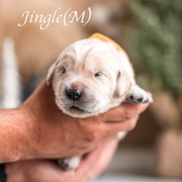 Jingle - Golden male Golden Retriever puppy in Acton, Maine from Silver Pines Pups