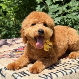 Bruno OFA - Red male Cavapoo puppy in Falmouth, Michigan from Dyer Lake Newfoundland’s