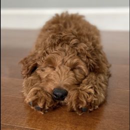 Bernedoodle and Goldendoodle All Grown Up from Kimberlee’s Kennels