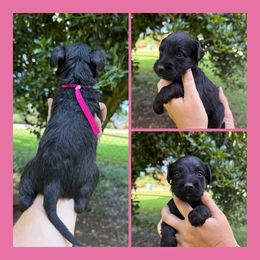 Pink Collar - Black female Schnoodle puppy in Winchester, Tennessee from Mahaffey’s Doodles