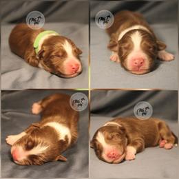 Green collar - Red tri-color male Australian Shepherd puppy in Colorado Springs, Colorado from Dawn 2 Dusk Ranch