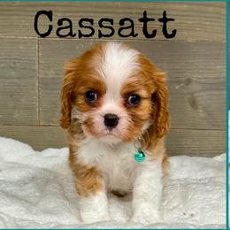 Cassatt - Blenheim female Cavalier King Charles Spaniel puppy in De Pere, Wisconsin from Rose Garden Kennels