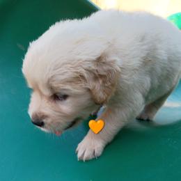 Orange - Light golden male Golden Retriever puppy in Slaughters, Kentucky from Kimber's Helping Paws