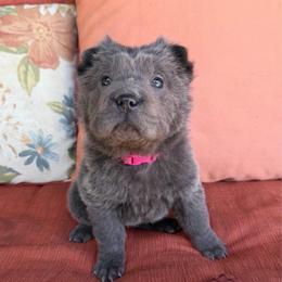 Sapphire - Blue dilute female Chinese Shar-Pei puppy in Auburn, Kansas from Justin's Chinese Shar-Pei