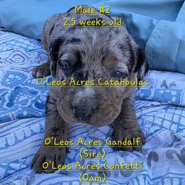 Boy 2 - male Catahoula Leopard Dog puppy in Perry, Florida from O'Leos' Acres Catahoulas