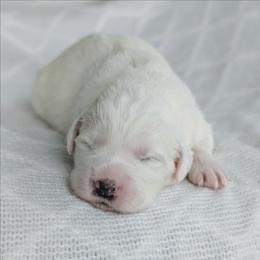 Girl 4 - White female Great Pyrenees puppy in Yakima, Washington from Naches Heights Ranch