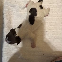 Joey - Liver and white male Brittany puppy in Elko, Georgia from HillTop Brittany Kennel