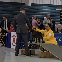 Boykin Spaniel and English Springer Spaniel All Grown Up from 31 Pines Springers & Retrievers