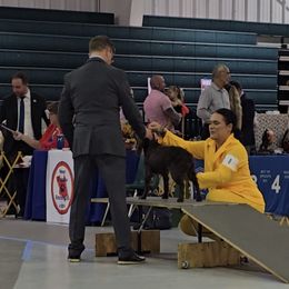 Boykin Spaniel and English Springer Spaniel All Grown Up from 31 Pines Springers & Retrievers