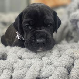 Lisa - Black female Great Dane puppy in Granby, Missouri from HCR Great Danes