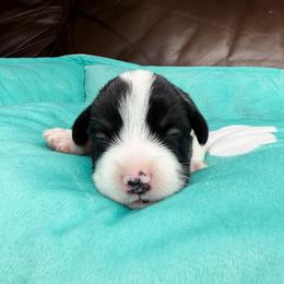 CONWAY - Black and tan male Pembroke Welsh Corgi puppy in Ritzville, Washington from Sapphire Iris Corgis