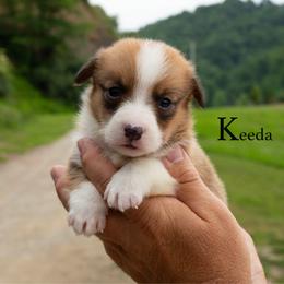 Keeda - Red female Pembroke Welsh Corgi puppy in Manchester, Kentucky from Riverside Corgis