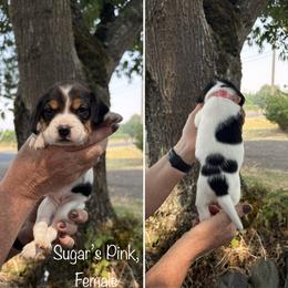 Sugars Pink - Black red and white female Beagle puppy in Brownsville, Oregon from Beagles on the Run
