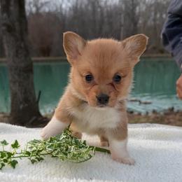 Girl - Blue Bow - Sable female Pembroke Welsh Corgi puppy in Boonville, Indiana from M&J Country Kennels