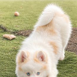 Charlie - Red and white male Pomsky puppy in Winston, Oregon from Arctic Tails Spitz