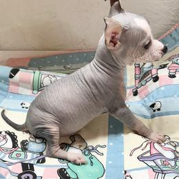 Chihuahua and Chinese Crested Puppies from Western Kentucky Chihuahua’s and Chinese Crested’s