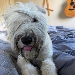 Vivi - Soft Coated Wheaten Terrier