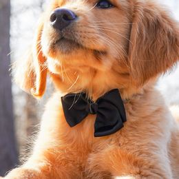 Golden Retriever, Miniature American Shepherd, and Siberian Husky Puppies from HuskiesAndGoldensWithFinesse
