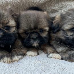 Shih Tzu puppies from Feather & Tail Acres