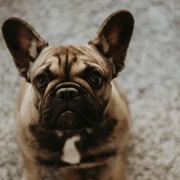 French Bulldogs and Pembroke Welsh Corgis from Moonstone Corgis & Frenchies