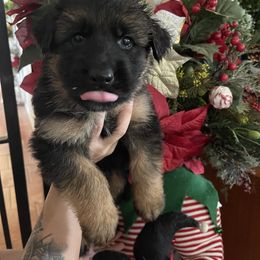Orange Boy - Black and red male German Shepherd puppy in Gunter, Texas from Gunter Gables German Shepherds