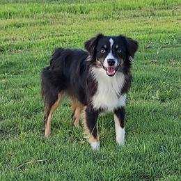 Josie - Australian Shepherd