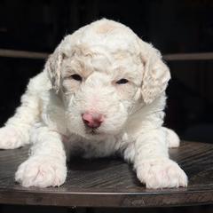 Daisy - Parti female Labradoodle puppy in Murray, Utah from Swann's Kennels
