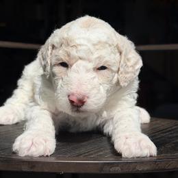 Daisy - Parti female Labradoodle puppy in Murray, Utah from Swann's Kennels