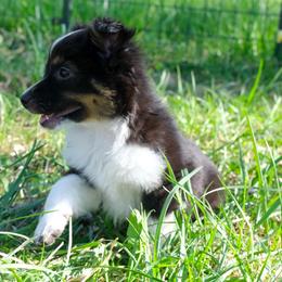 Dashi - Black tri male Miniature American Shepherd puppy in Detroit, Michigan from Double Moon