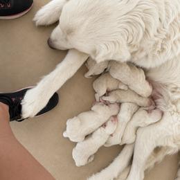 Outlaw Acres Fire Sky Girl 1 - White female Great Pyrenees puppy in Tombstone, Arizona from Outlaw Acres Farm & Kennels
