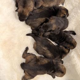 Boy 2 - Sable male German Shepherd puppy in Hollis Center, Maine from Noble German Shepherds of Maine