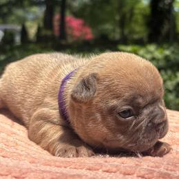 Danni - Blue female French Bulldog puppy in Salisbury, Maryland from 77 Frenchies Maryland