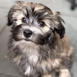 Renne - Gold sable female Havana Silk Dog puppy in Marlboro, Vermont from Maplewood Silks