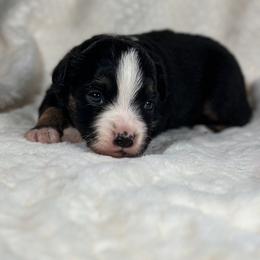 Nori - Black tri male Toy Australian Shepherd puppy in Reidsville, North Carolina from Cherry Grove Kennel
