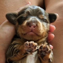 Chocolate Dapple Boy 2 - Dapple male Dachshund puppy in Ormond Beach, Florida from Manpaw Puppies