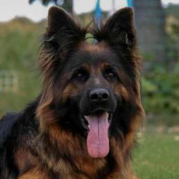 Vatra - German Shepherd