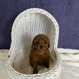 Nala(AKC) - Red  female Poodle puppy in Moreno Valley, California from Yanni's Poodle