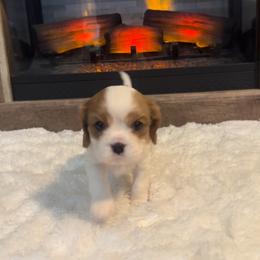 Pearl - Blenheim female Cavalier King Charles Spaniel puppy in Romney, West Virginia from Cavy Love