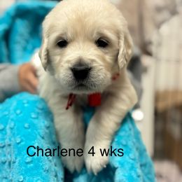 Girl Pick 5 - Light golden female Golden Retriever puppy in Greensboro, North Carolina from Lewis Goldens