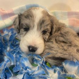 Boy 4 - Aussiedoodle puppy from Love my doodles/ Aussiedoodle love