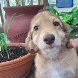 Vivienne - Sable female Aussiedoodle puppy in Grand Saline, Texas from Aussies Acre