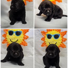 Boy 4 - Black male Labrador Retriever puppy in Holyoke, Massachusetts from Urban Oak Labradors LLC