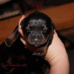 Rottweiler Puppies from C&C Royal Rottweilers
