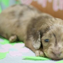 Patrick - Dapple male Dachshund puppy in Bellville, Ohio from JK Mini Doxies