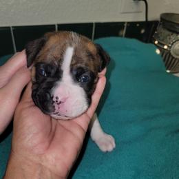 Boxer Puppies from BUTTERFLYS BOXERS